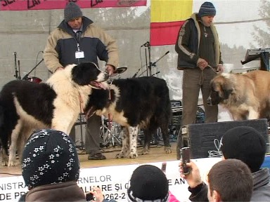 Foto caini ciobanesti - Borsa (c) eMaramures.ro